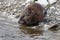 Muskrat Feeding