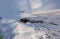 Muskrat floats on water. the water reflects