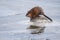 Muskrat Foraging In Frozen Lake