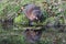 Muskrat grazing on grass along shore