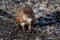 Muskrat on the ground, ondatra zibethicus, rodent found in wetlands