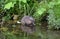 A muskrat holds a blade of grass as it eats it along the edge of a pond