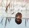 Muskrat on an ice edge.