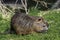 Muskrat just emerged from the water in the grass on the shore of the reservoir