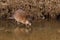 Muskrat (Lat. Ondatra zibethicus)