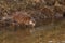 Muskrat (Lat. Ondatra zibethicus)