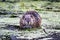 A muskrat looking straight ahead as it sits in water