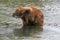 The muskrat Ondatra Zibethica grooming