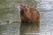 The muskrat Ondatra Zibethica grooming