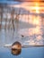 Muskrat (Ondatra Zibethica) on an ice edge. The muskrat sits on an ice edge on a sunset