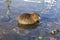 Muskrat Ondatra zibethica in sunset light