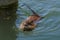 Muskrat (Ondatra Zibethica) swimming
