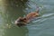 Muskrat (Ondatra Zibethica) swimming