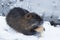 Muskrat Ondatra zibethica in winter