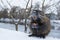 Muskrat Ondatra zibethica in winter