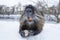 Muskrat Ondatra zibethica in winter