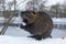 Muskrat Ondatra zibethica in winter