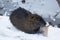 Muskrat Ondatra zibethica in winter