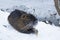 Muskrat Ondatra zibethica in winter