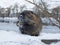 Muskrat Ondatra zibethica in winter