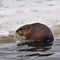 Muskrat ondatra zibethicus