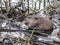 The muskrat (Ondatra zibethicus) - covered with short, thick fur of medium to dark brown color swimming in the