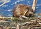 Muskrat Or Ondatra Zibethicus At Edge Of Lake