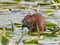 Muskrat Ondatra zibethicus feeding with vegetation