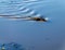 Muskrat Ondatra zibethicus goes for a leasurly swim, Frank Lak