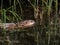 The muskrat (Ondatra zibethicus) - medium-sized semiaquatic rodent covered with short, thick fur of medium to dark brown