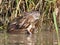 Muskrat (Ondatra zibethicus) - Pinery Provincial P