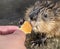 Muskrat, Ondatra zibethicuseats, eats bread from human hand