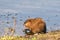 Muskrat at the pond