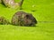 Muskrat in a pond: A muskrat sits in a pond that is covered in duckweed bloom