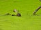 Muskrat Sits in Pond Covered in Vibrant Green Duckweed Over Water