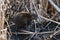 Muskrat sitting in cattails along water\\\'s edge