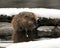 Muskrat stock photos. Muskrat in the water displaying its brown fur by a log with snow with a blur water background in its