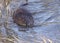 Muskrat on a Swim