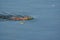 Muskrat Swimming Across Pond