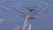 Muskrat swimming in a lake