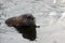 Muskrat swimming in the lake close up portrait