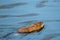Muskrat swimming on the water, ondatra zibethicus, rodent found in wetlands