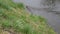 Muskrat swimming on water surface in pond