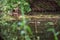 A muskrat swims in a small shallow river