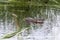 Muskrat in water among a grass