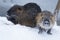 Muskrats Ondatra zibethica in winter