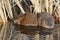 Muskrats Resting In Cattail Marsh