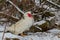 Musky duck or indoda, Barbary duck with red nasal corals. Muscovy white duck