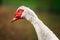 Musky duck or indoda on walk. White Muscovy bird