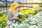 Muslim people and chrysanthemum collection in garden